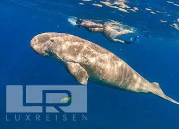 Abu Dabbab Schildkröten Schnorchel Ausflug Schwimmen photo