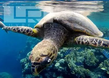 Abu Dabbab Schildkröten Schnorchel Ausflug Schwimmen photo