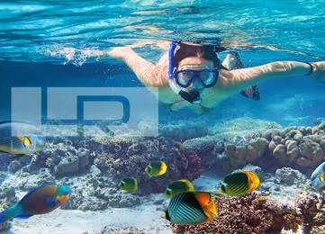 Abu Dabbab Schildkröten Schnorchel Ausflug Schwimmen photo