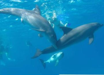Delfin Tour: Schnorchelausflug und Schwimmen mit Delfinen in freier Wildbahn photo