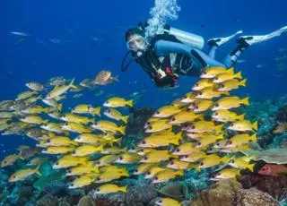 Daily diving trip (for the beginners) photo