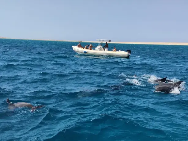Delfin Ausflug mit privatem Schnellboot & Schnorcheln