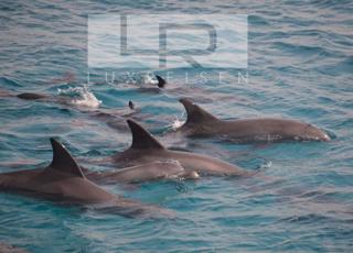 Private dolphin tour and snorkeling photo