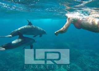 Private dolphin tour and snorkeling photo