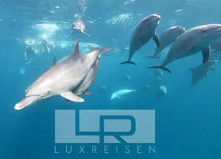 Private dolphin tour and snorkeling photo