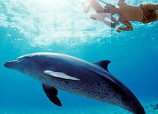 Private dolphin tour and snorkeling photo