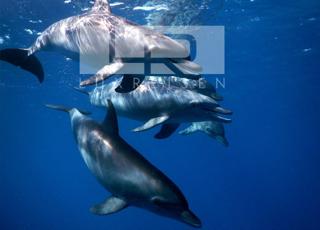 Private dolphin tour and snorkeling photo