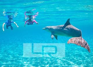 Private dolphin tour and snorkeling photo