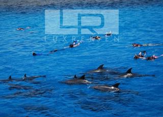 Private dolphin tour and snorkeling photo