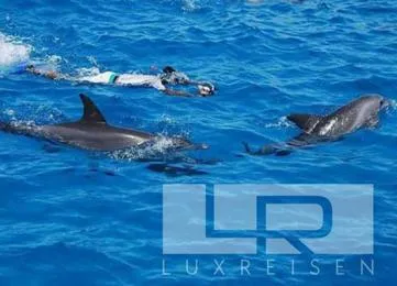 Island excursion And Dolphin Watch photo