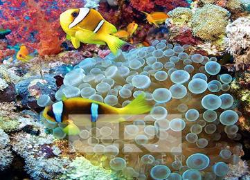 Utopia Island - a paradise for snorkelers photo