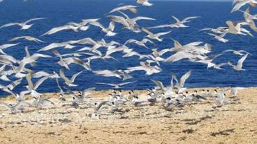Möwenbeobachtung in Hurghada: Ein entspannter Ausflug mit Luxreisen