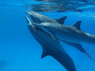 Schwimmen mit Delfinen in Hurghada: Ein unvergessliches Erlebnis mit Luxreisen