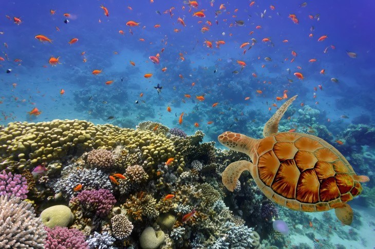 Discovering the Vibrant Reefs of Hurghada: A Spectacular Underwater Adventure