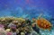 Entdecken Sie die farbenfrohen Riffe von Hurghada: Ein spektakuläres Unterwasserabenteuer